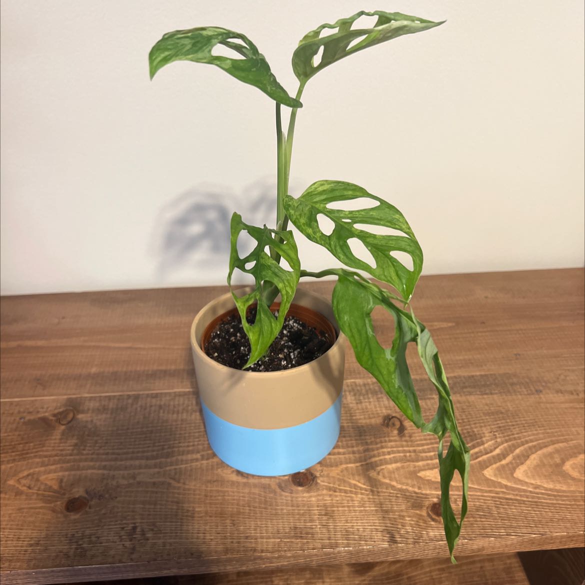 Photo of the plant species variegated monkey mask by @Haleyful named Addison on Greg, the plant care app