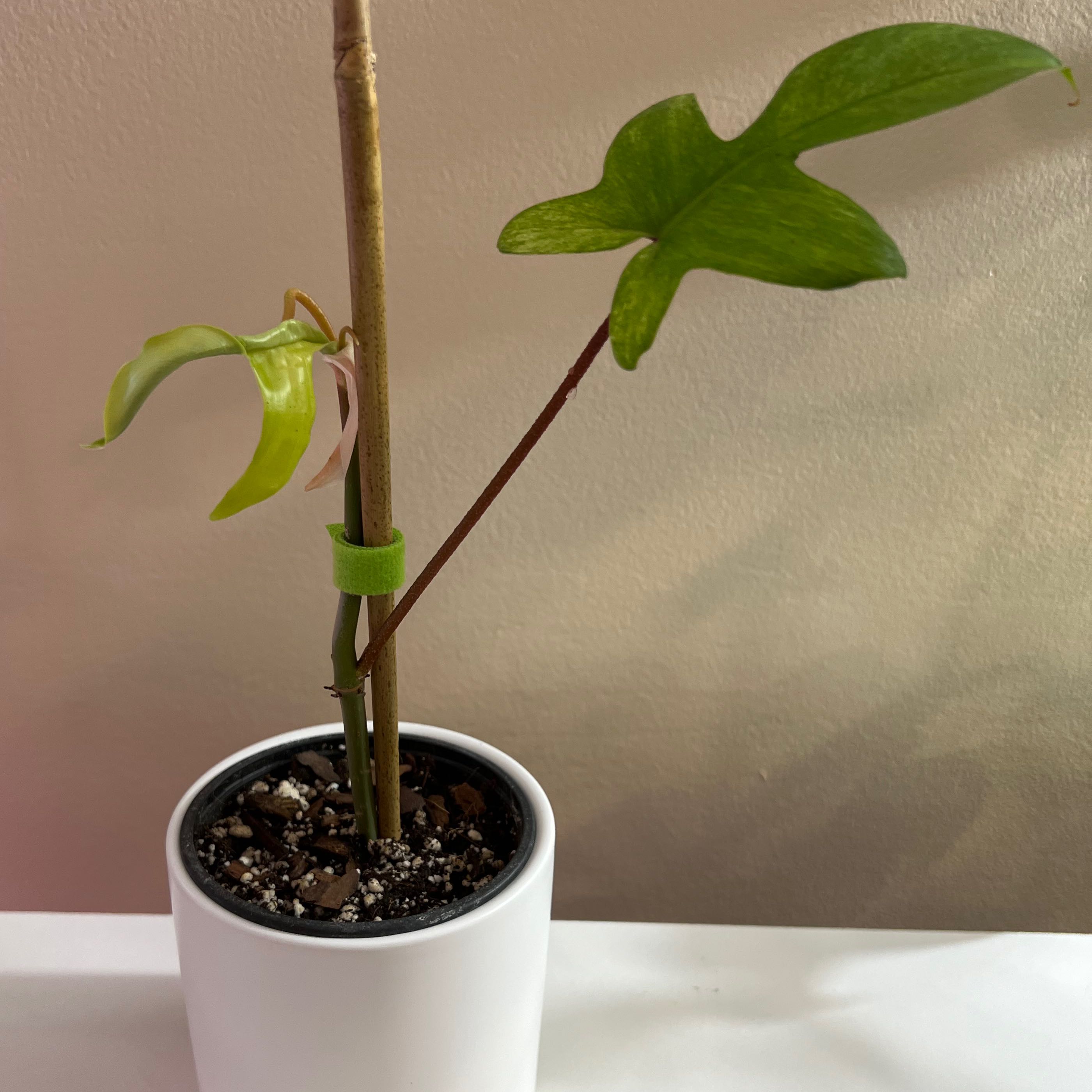 Philodendron 'Florida Ghost' plant in a white pot with visible soil and healthy green leaves.