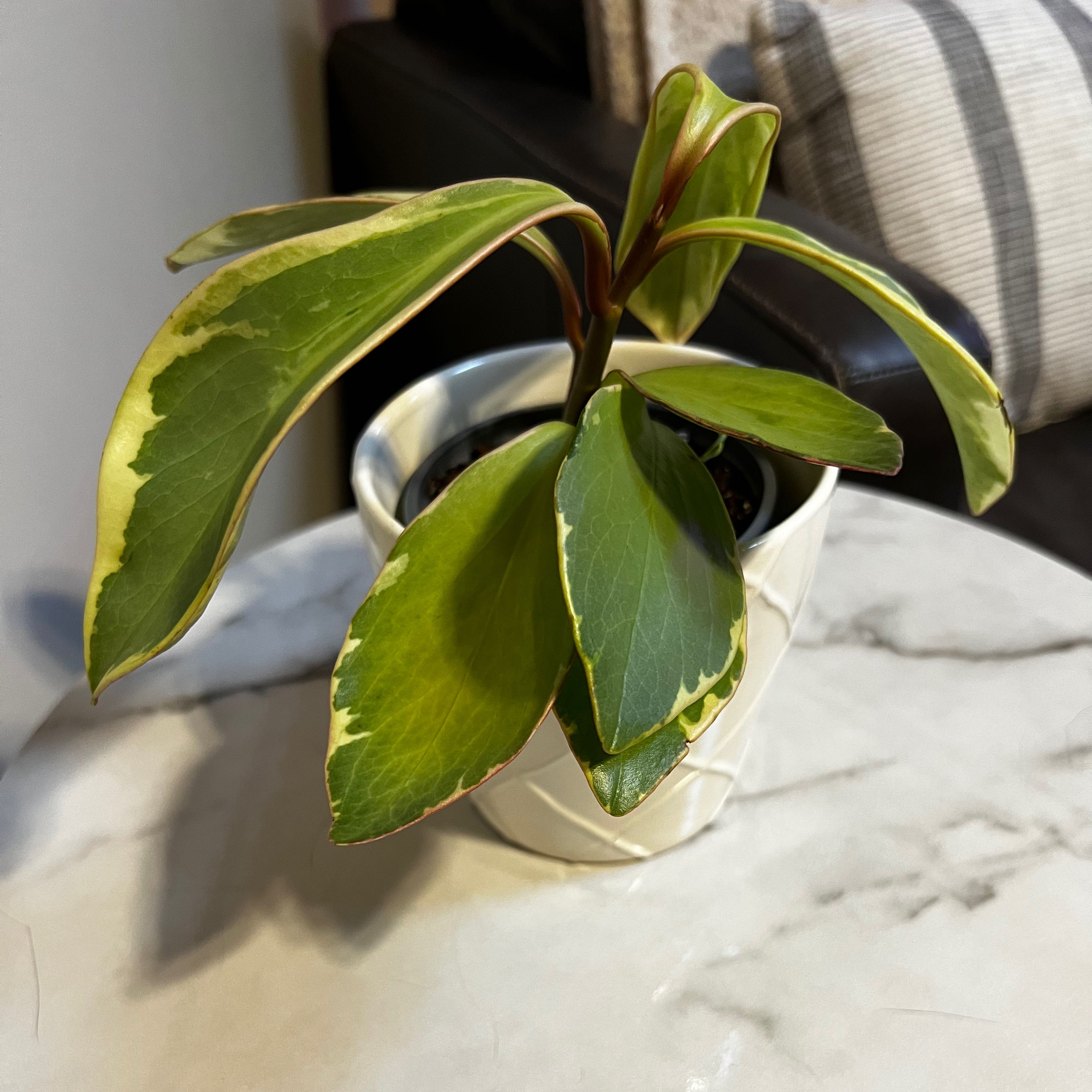 Peperomia 'Ginny' plant in a white pot on a marble surface with variegated leaves.