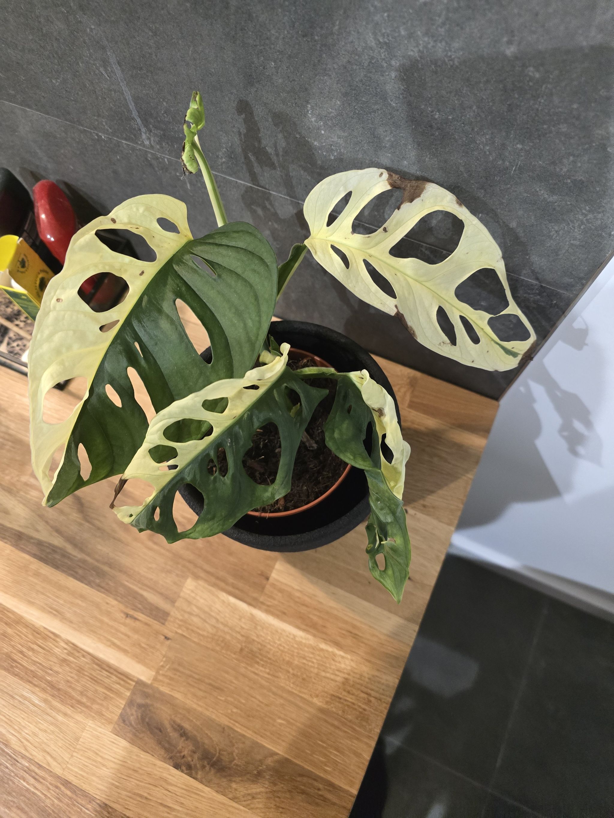 Photo of the plant species variegated monkey mask by @NumberoneTitoki named Adansonii variegata on Greg, the plant care app