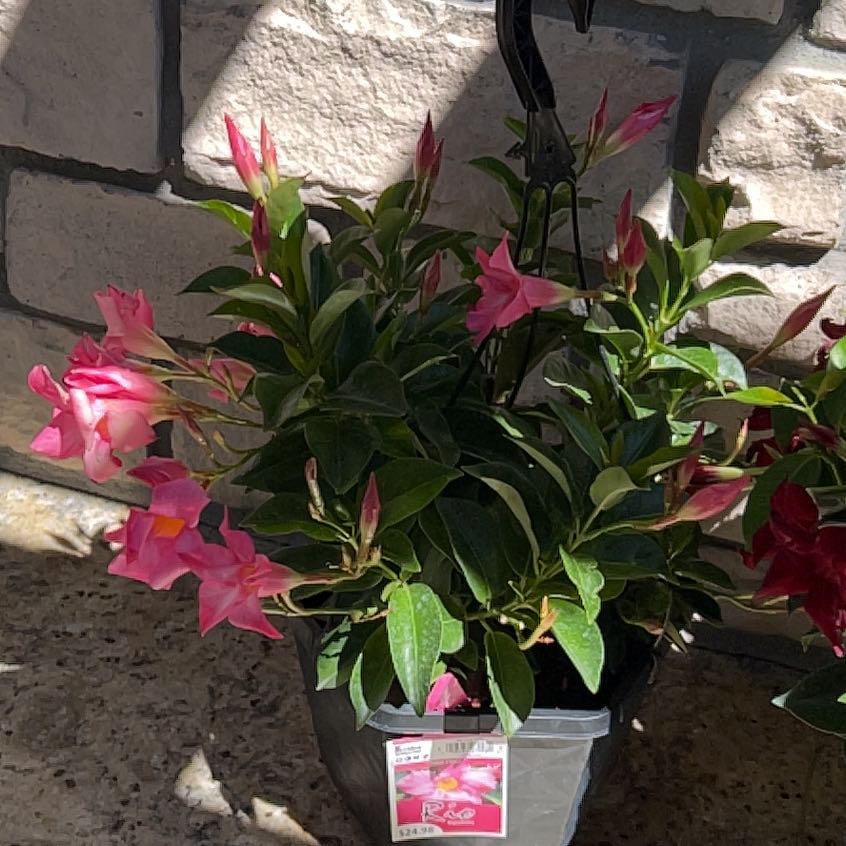Plant care for Rio Grapefruit on Greg, the plant care app