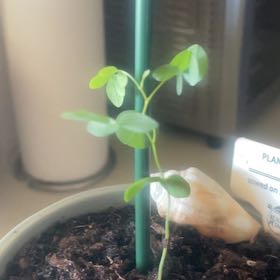 Photo of the plant species Bondsai Tree by @ShrewdMayapple named Oliver on Greg, the plant care app