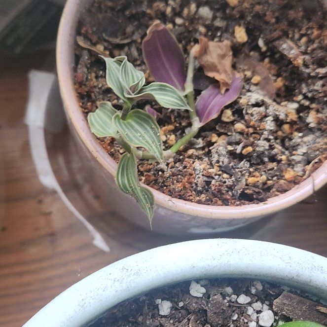 Photo of the plant species Inch Plant by @PoetCalicobush named Emerson on Greg, the plant care app