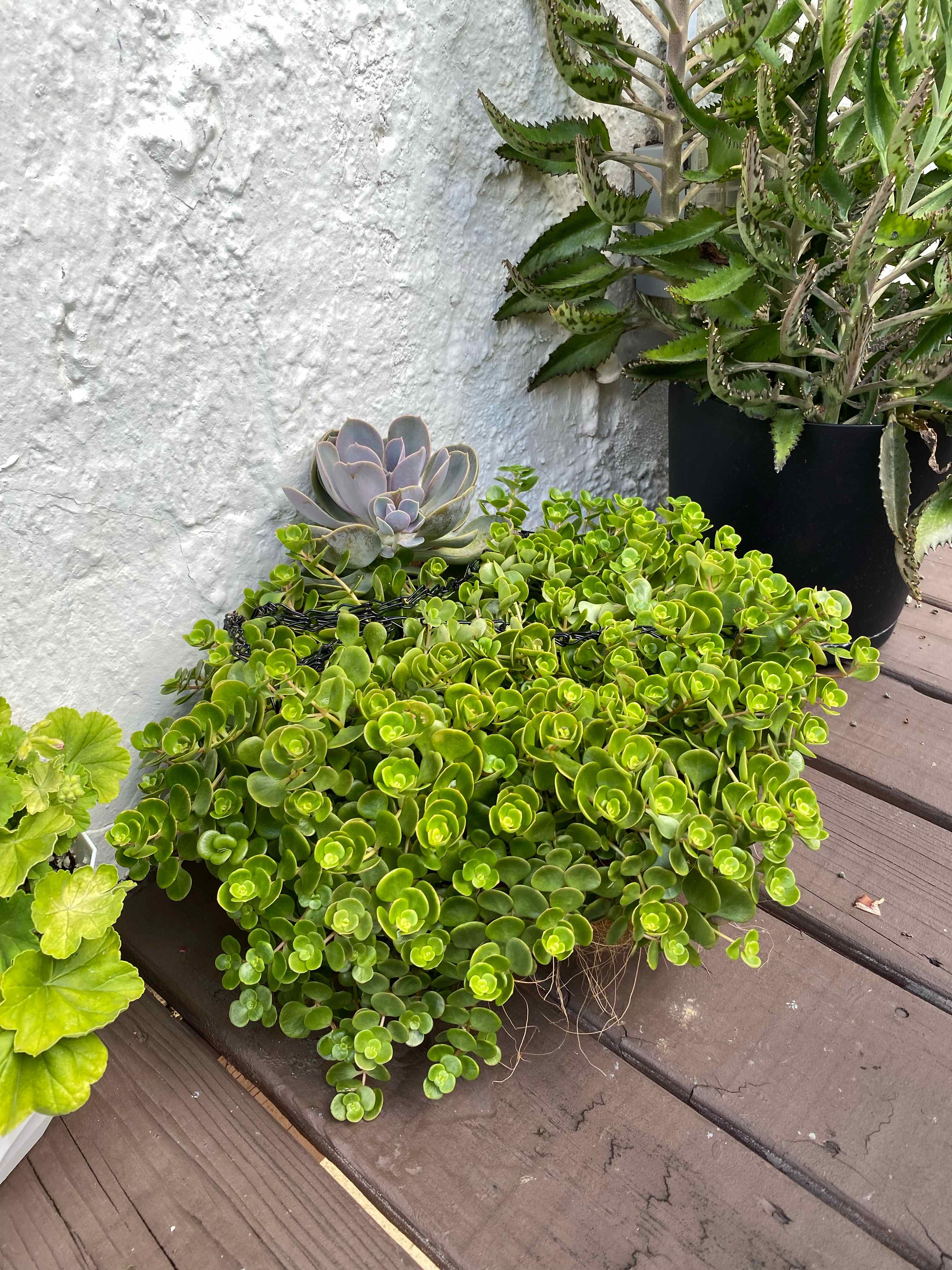 Photo of the plant species Sedum tetractinum 'Coral Reef' by @ApRiseandShine named Sedum tetractinum coral reef on Greg, the plant care app