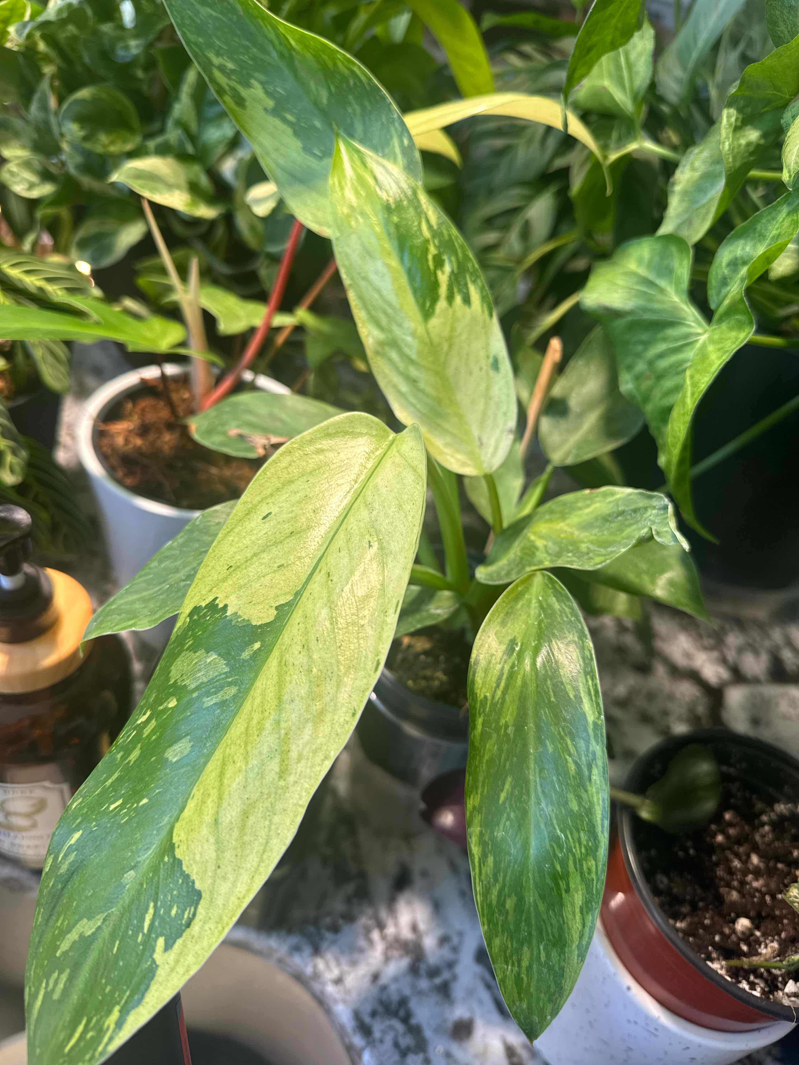 Photo of the plant species Philodendron Jose Bueno Fiesta by @ApRiseandShine named Jose bueno philo on Greg, the plant care app