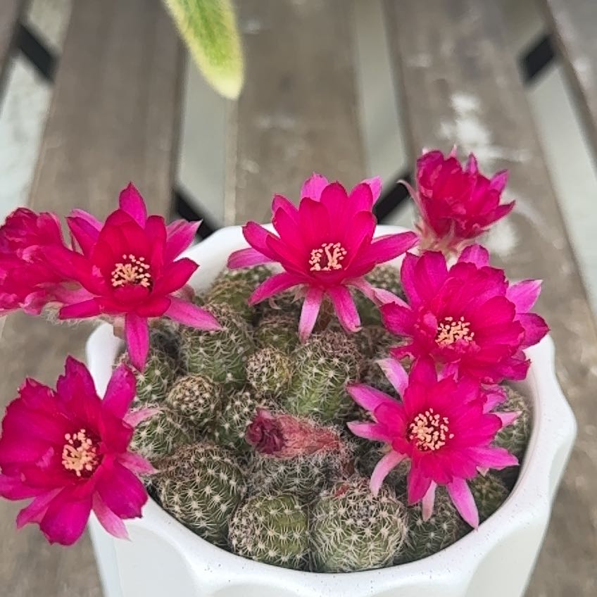 Photo of the plant species Peanut Cactus by @ApRiseandShine named Peanut cactus rose quartz on Greg, the plant care app