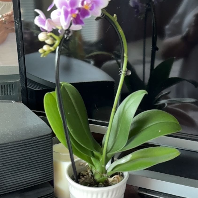 Photo of the plant species Waterfall orchid by @ZanyHesperaloe named Sonora on Greg, the plant care app