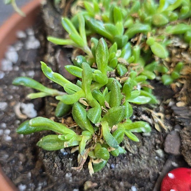Photo of the plant species Fire Spinner Ice Plant by @LuxuryParsley named pascal on Greg, the plant care app