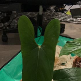 Photo of the plant species Anthurium Nigrolaminum Gigi by @jayp named Gigi Napo #1 on Greg, the plant care app