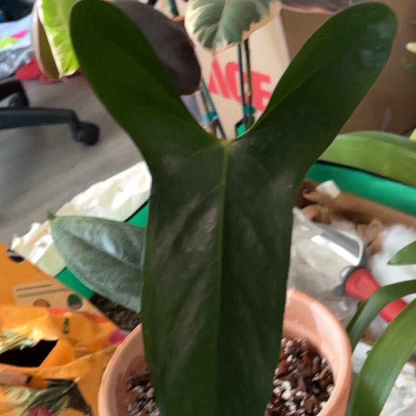Photo of the plant species Anthurium Nigrolaminum Gigi by @jayp named Gigi Napo #2 on Greg, the plant care app