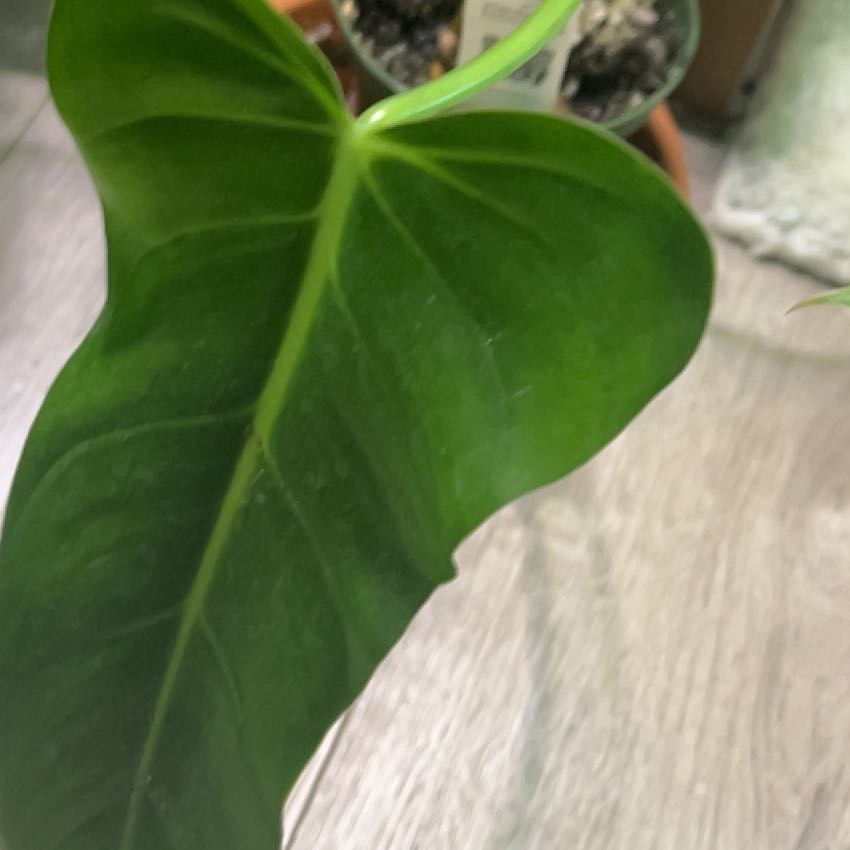 Photo of the plant species Philodendron bernardopazii by @jayp named Bernard on Greg, the plant care app