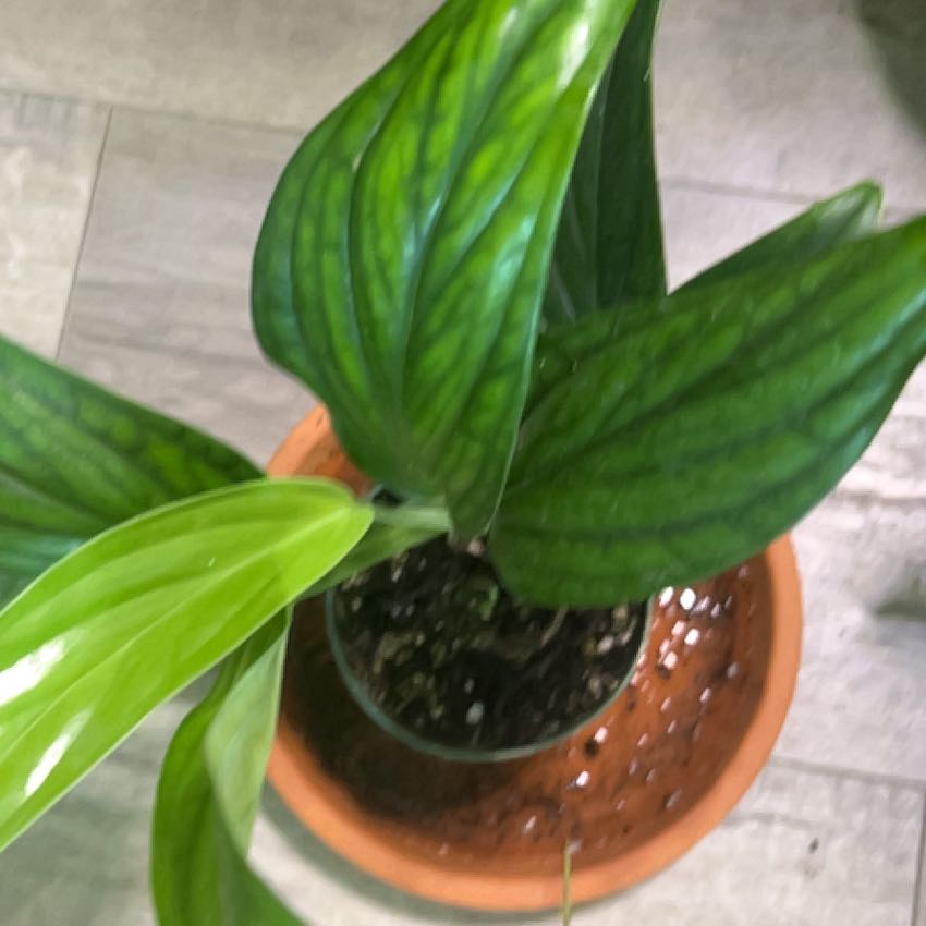 Photo of the plant species aureopinnata by @jayp named Piñata on Greg, the plant care app