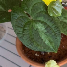 Photo of the plant species Ornamental yam by @jayp named Dioscorea on Greg, the plant care app