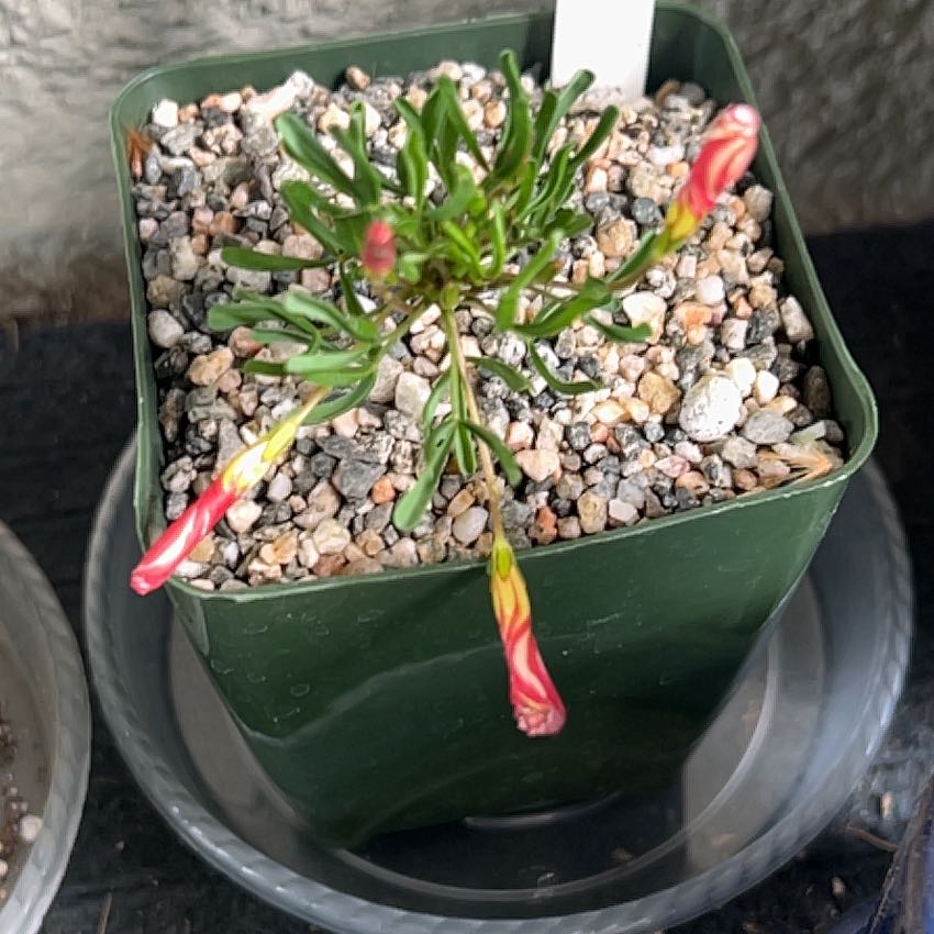 Photo of the plant species Peppermint Rock Oxalis by @jayp named Oxalis winter on Greg, the plant care app