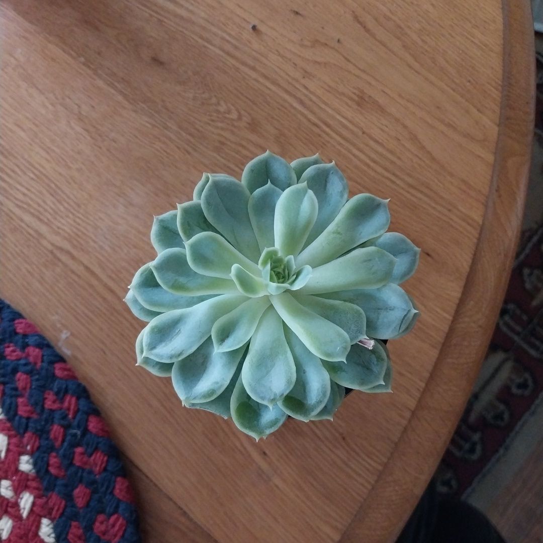 Top view of an Echeveria 'Arctic Ice' succulent on a wooden surface.