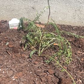 Photo of the plant species Yarrow by @MightyDeerberry named Nemo on Greg, the plant care app