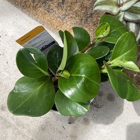 Photo of the plant species peperomia by @TopdogKermesoak named Tupot amaroot on Greg, the plant care app