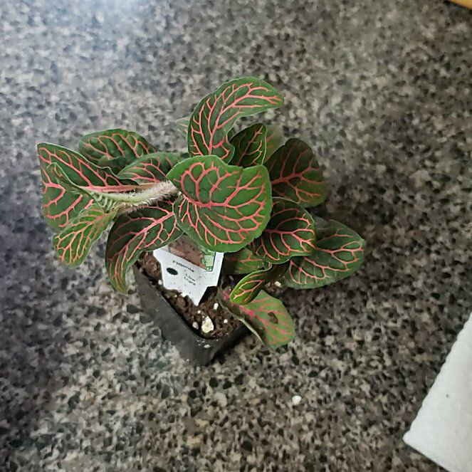 Photo of the plant species Pink Hybrid Nerve Plant by @ChampPinkball named James Dean on Greg, the plant care app