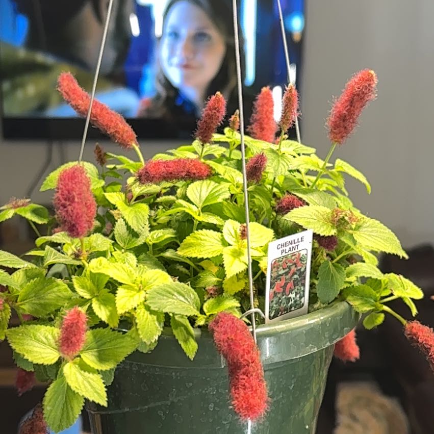 Photo of the plant species Chenille Plant by @RoundLargethyme named Marilyn on Greg, the plant care app