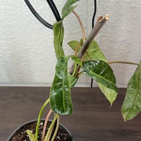 Photo of the plant species Paraiso Verde Philodendron by @RoundLargethyme named Achilles on Greg, the plant care app