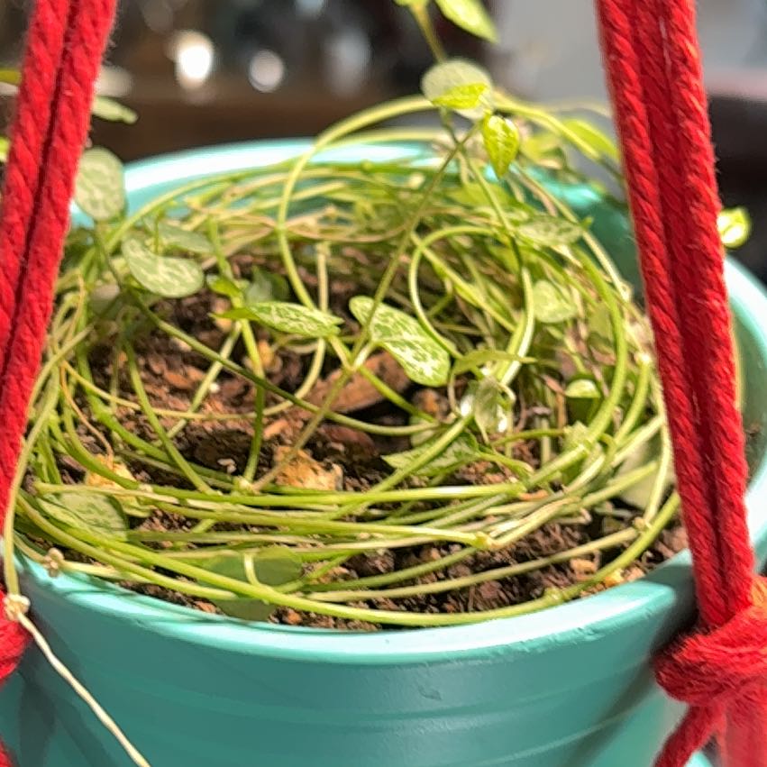 Photo of the plant species String of Spades by @RoundLargethyme named Rainier on Greg, the plant care app