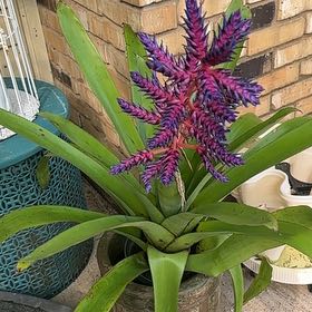 Plant care for Blue Flax.lily on Greg, the plant care app