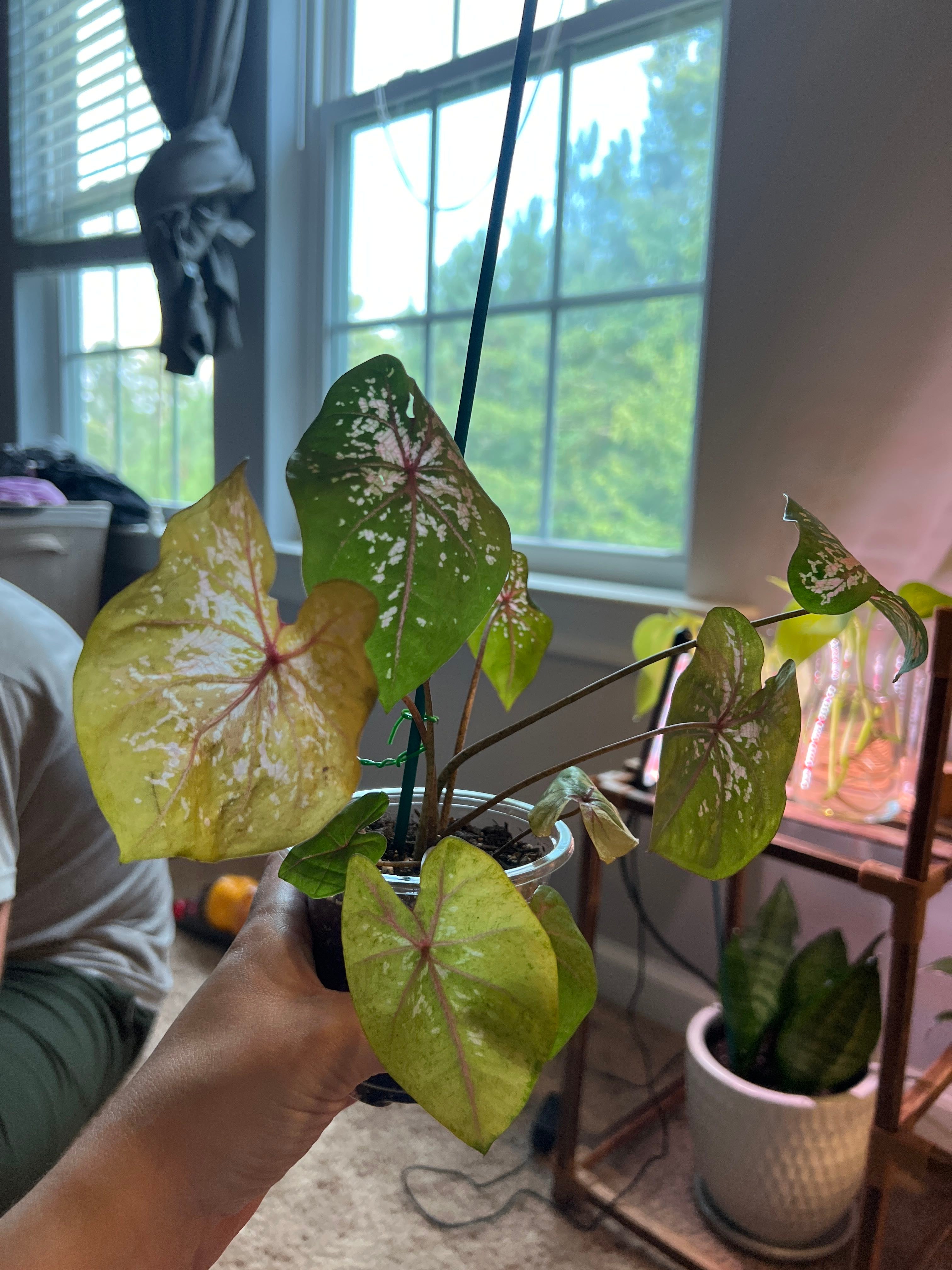 Caladium 'Strap Leaf' Plant Care Water, Light, Nutrients Greg App 🌱