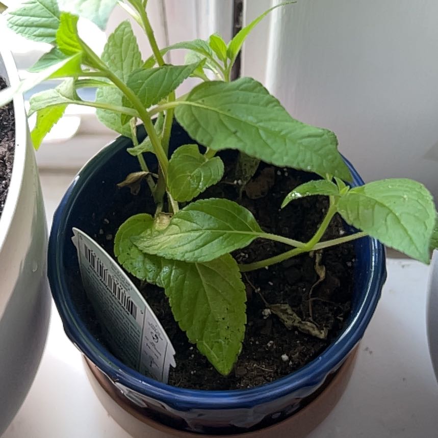A healthy Pineapple Sage plant in a small pot with visible soil.
