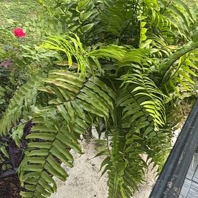 Plant care for Hartford Fern on Greg, the plant care app