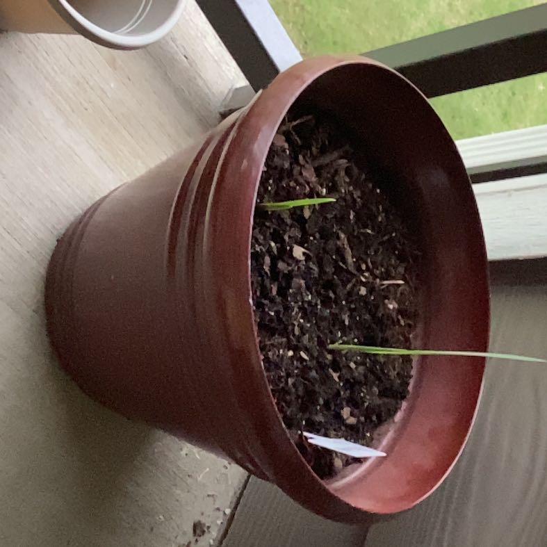 Photo of the plant species Marsh Gladiolus by @HunkyCinchweed named Rosa on Greg, the plant care app