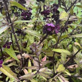 Photo of the plant species Common Selfheal by @VipWaterlocust named Harper on Greg, the plant care app