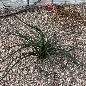 Photo of the plant species Engelmann's false yucca by @ChicRoseheath named Orwell on Greg, the plant care app