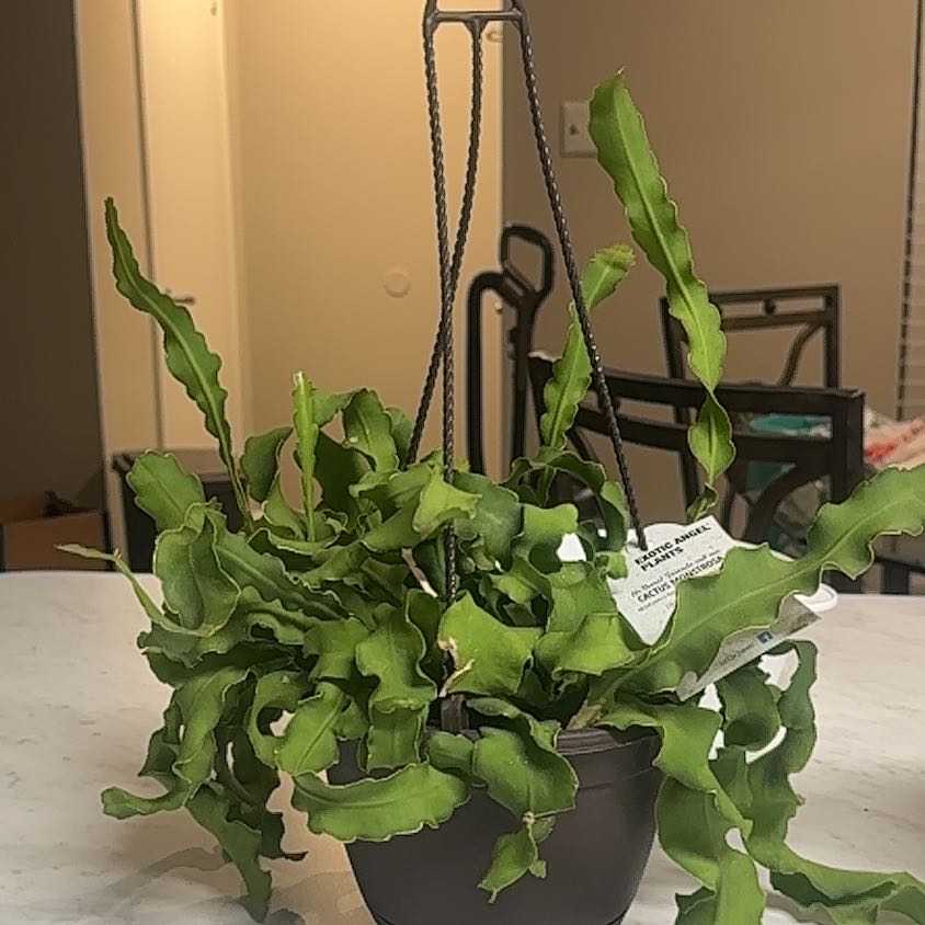 Curly Locks Orchid Cactus in a hanging pot, healthy green leaves, indoor setting.
