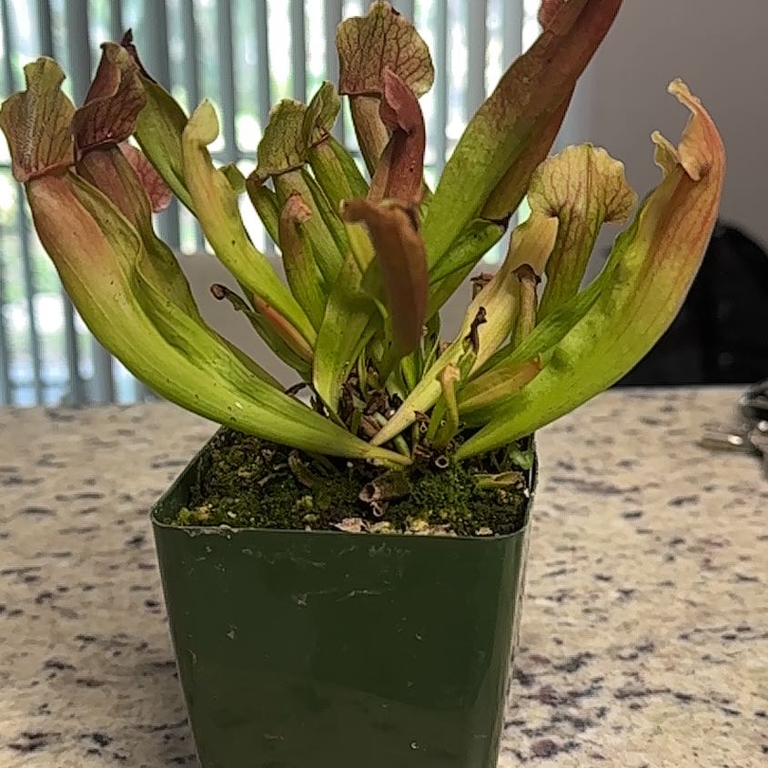 Photo of the plant species Maroon Pitcher Plant by @TrueblueLantana named Gomez on Greg, the plant care app