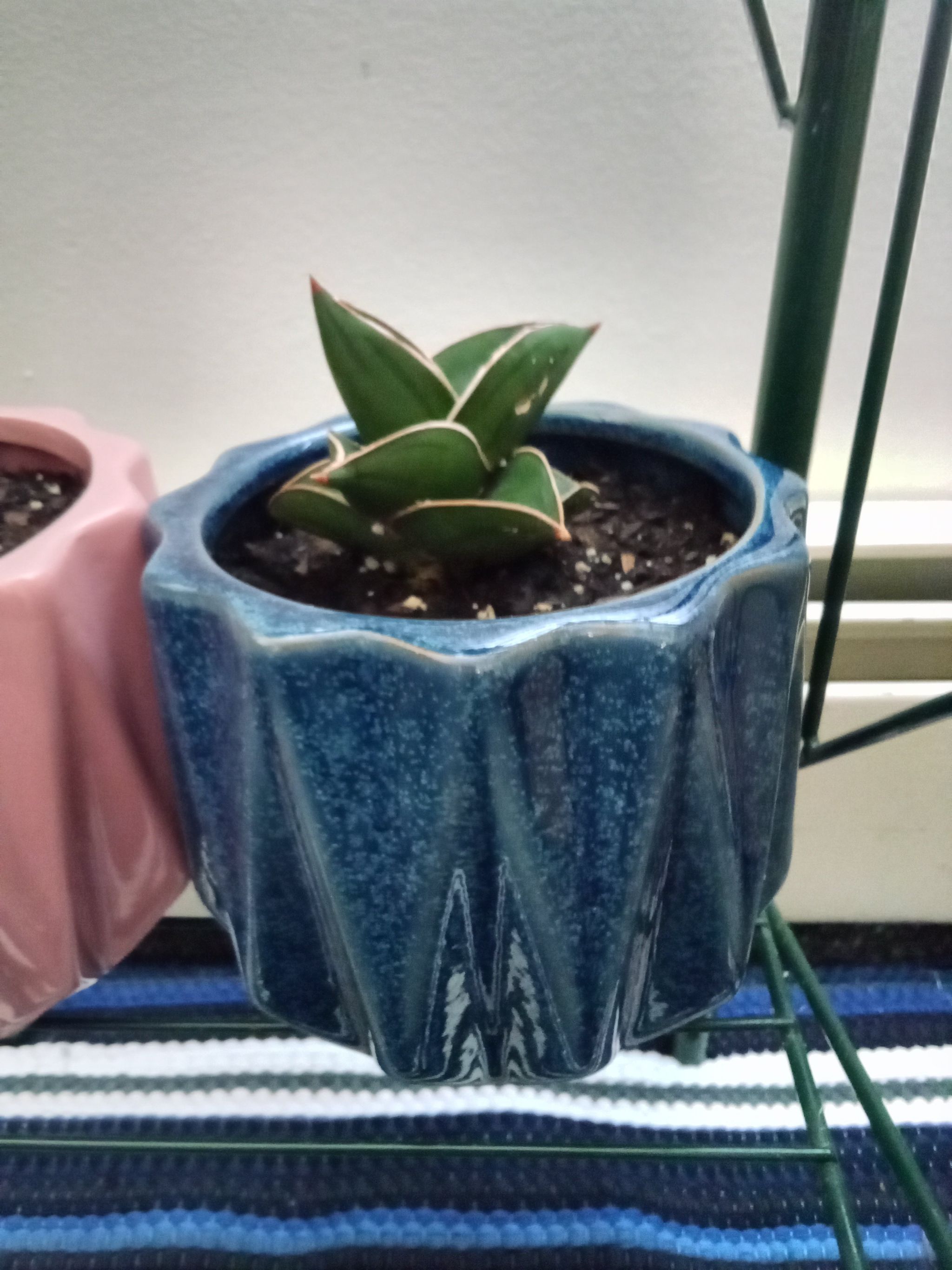Photo of the plant species Snake Plant by @FastHorsemint named D.W.(Dora Winifred) on Greg, the plant care app