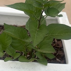 Photo of the plant species Bittersweet by @ZingyGreen named Dax on Greg, the plant care app