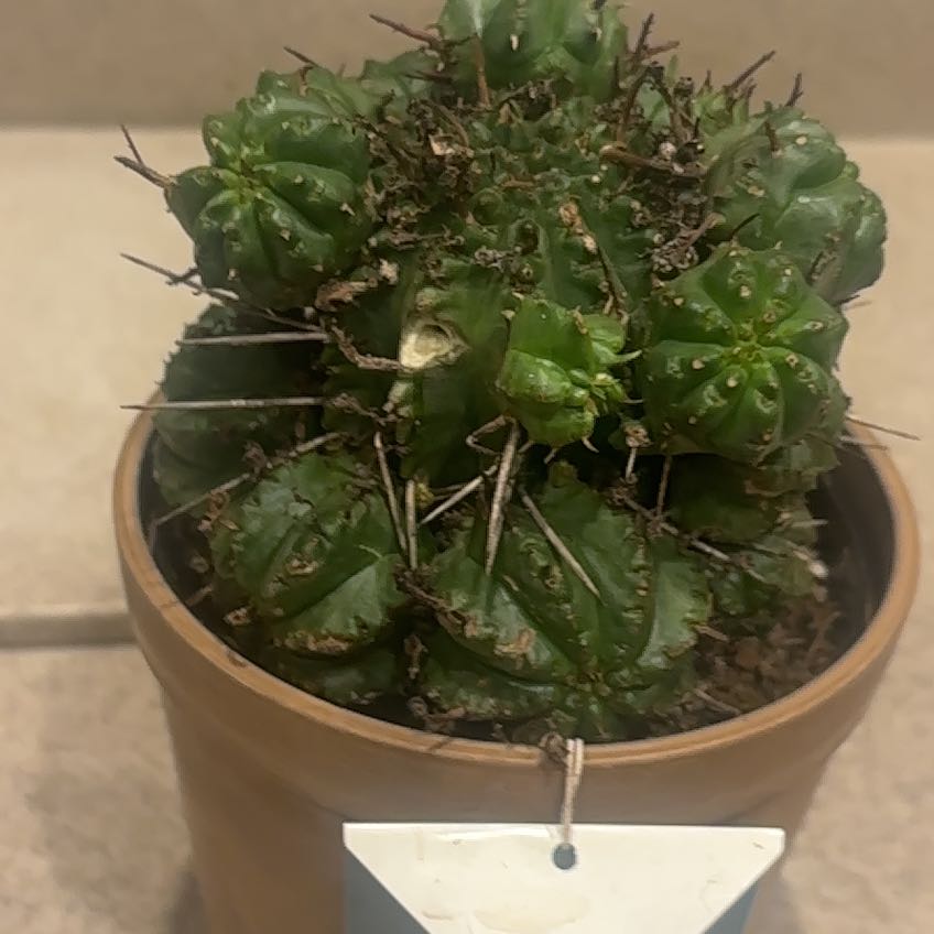 Photo of the plant species Spiny Milk Barrel by @ZingyGreen named Sahara on Greg, the plant care app