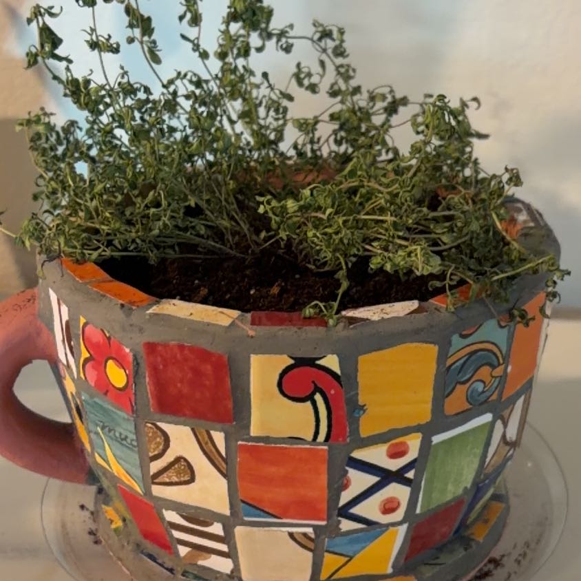 Photo of the plant species English Thyme by @LoyalPinkruby named Mollie on Greg, the plant care app