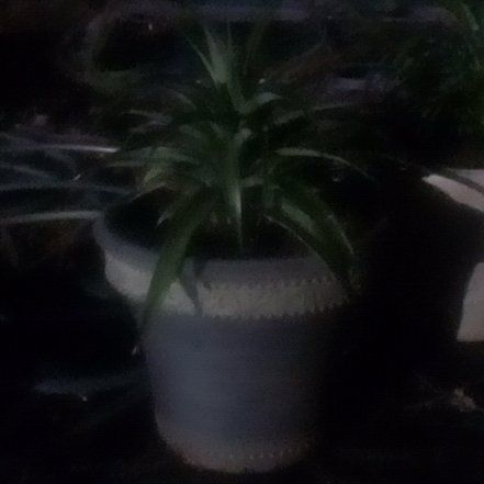 Photo of the plant species White Jade Pineapple by @FancyFlaxsilk named Sherlock on Greg, the plant care app