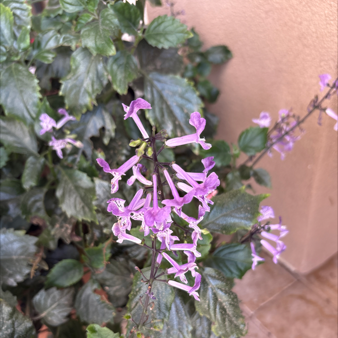 Photo of the plant species Plectranthus ecklonii by @StrikingTawapou named Mollie on Greg, the plant care app