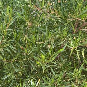 Photo of the plant species Florida Hopbush by @StrikingTawapou named James Dean on Greg, the plant care app