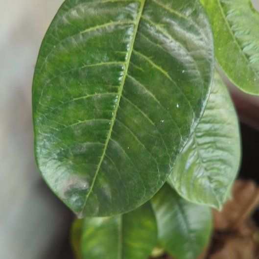 Photo of the plant species Aloha Mandevilla by @SacredSwisspine named Willow on Greg, the plant care app