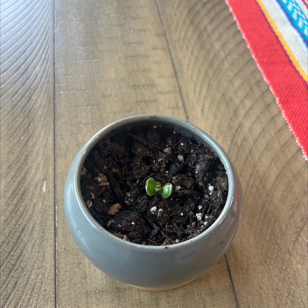 Photo of the plant species Crassula 'Pangolin' by @Cacti-tsunami named Bigleaf Smalls on Greg, the plant care app