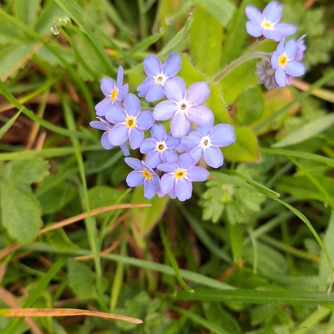 Photo of the plant species Forget-Me-Not by @AlertLillypilly named Sol on Greg, the plant care app