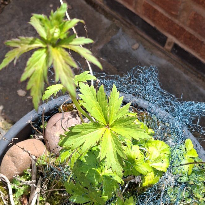 Photo of the plant species Ranunculus Asiaticus by @AlertLillypilly named Beyonce on Greg, the plant care app