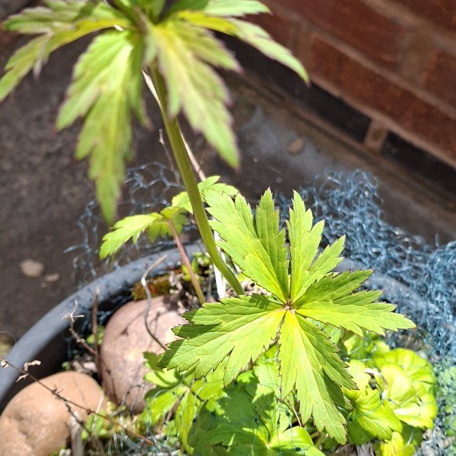 Photo of the plant species Ranunculus Asiaticus by @AlertLillypilly named Spike Leaves on Greg, the plant care app