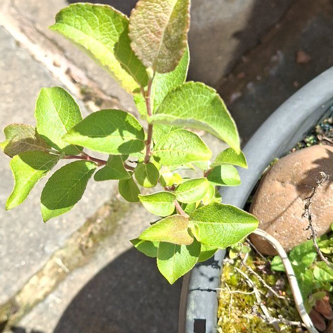 Photo of the plant species Goat Willow by @AlertLillypilly named Kendall on Greg, the plant care app