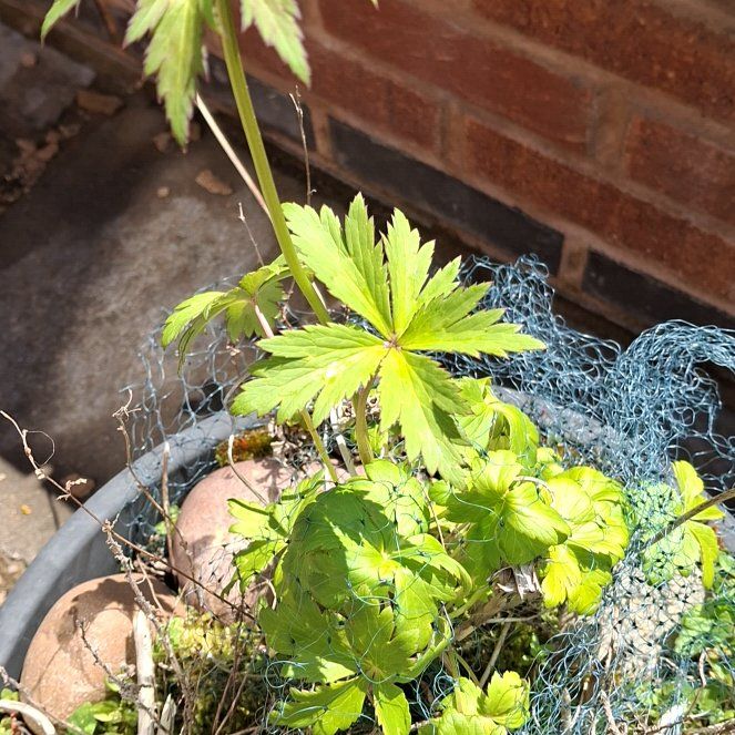 Photo of the plant species Ranunculus Asiaticus by @AlertLillypilly named Drake on Greg, the plant care app