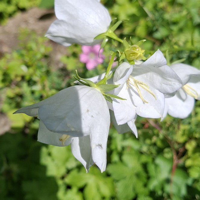 Photo of the plant species Peach-Leaved Bellflower by @AlertLillypilly named Tree Diddy on Greg, the plant care app
