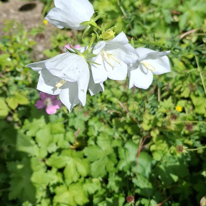 Photo of the plant species Peach-Leaved Bellflower by @AlertLillypilly named Elina on Greg, the plant care app